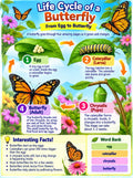 Butterfly Cycle Activity