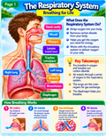 The Respiratory System