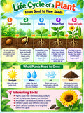 Plant Life Cycle Activity