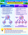 Cell Division